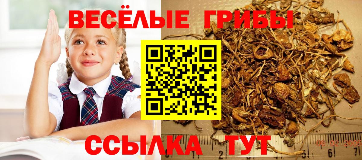 Псилоцибиновые грибы Psilocybine cubensis Каменск-Шахтинский